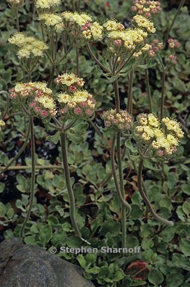 eriogonum ursinum var ursinum 2 graphic